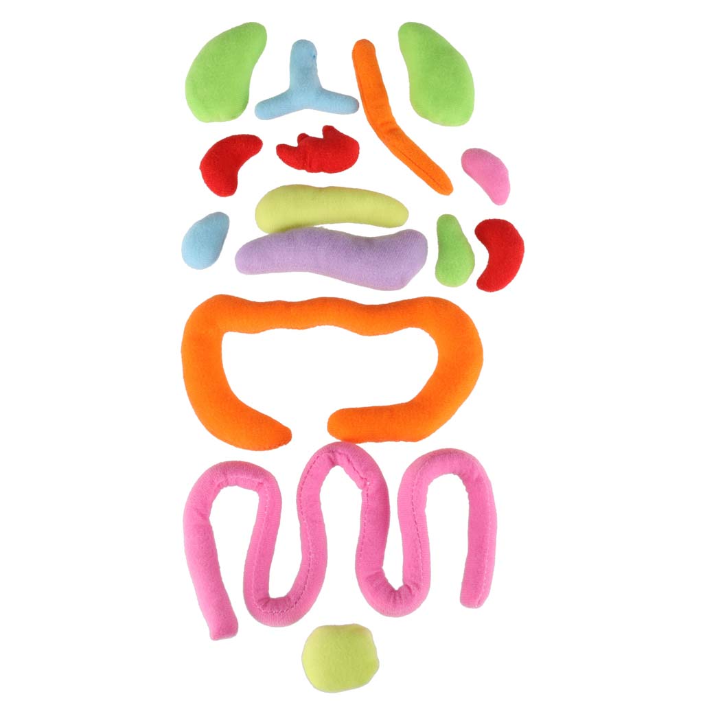 Lutka koja uči o anatomiji djevojčice 3